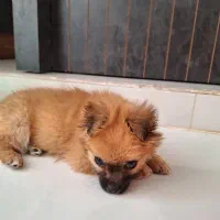 سگ پا کوتاه|سگ|مشهد, آبکوه|دیوار