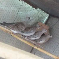 دو جفت شاتو خاوری