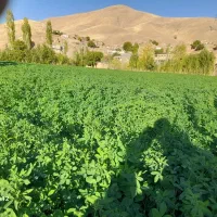 یونجه خرمان کوب شده