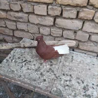 دم سفید ماده جوجه کله زرد|پرنده|مشهد, نیروی هوایی|دیوار