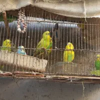 مرغ عشق|پرنده|بندرعباس, |دیوار