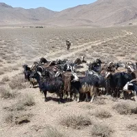 بز بومی در کاشان