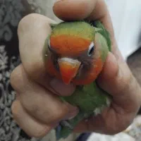 طوطی برزیلی بالغ