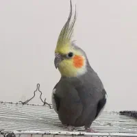 عروس هلندی|پرنده|مشهد, کوشش|دیوار