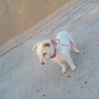 سگ پا کوتاه خانگی