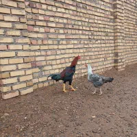 مرغ خروس لاری|حیوانات مزرعه|تایباد, |دیوار