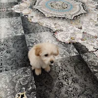 سگ مالتی پو سه ماهه|سگ|پاکدشت, پاکدشت (مامازند)|دیوار