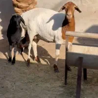 بره و بز|حیوانات مزرعه|فومن, |دیوار