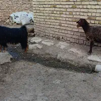 یک عدد میش با بزچاق قصر