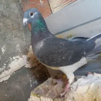 کفتر چاپی قوره سوسکی  مسافتی  به ضمانت سربیشه
