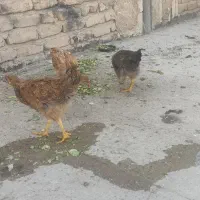 جوجه مرغ و خروس