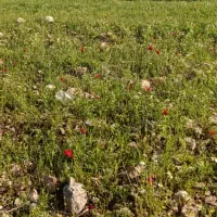 فروش زمین مسکونی 250
