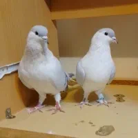 کفتر افغانی|پرنده|تهران, وردآورد|دیوار