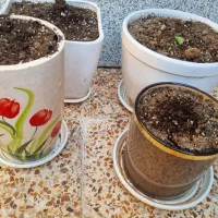 4عدد گلدان شیک|گل و گیاه طبیعی|اندیمشک, |دیوار