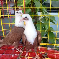 مخمل|پرنده|اهرم, |دیوار