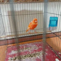 قناری ردفکتور نر بخون|پرنده|تهران, ازگل|دیوار