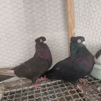 کبوتر سرخ و قیل زاغ صرب|پرنده|شهرضا, |دیوار