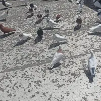 116 عدد کفتر رنگی همگی پرشی