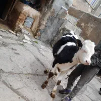 گوساله نرسیمنتال