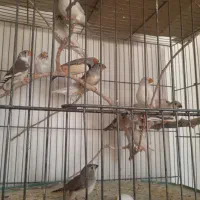 دوجفت نروماده الببنو و تعدادی فنج بالغ ونروماده|پرنده|شهرضا, |دیوار