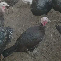 بوقلمون ماده