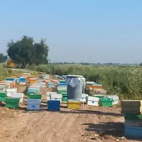 چند عدد زنبور عسل