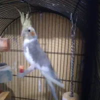 عروس هلندی|پرنده|پرند, فاز ۶|دیوار