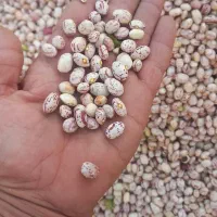 لوبیا چیتی|عمده‌فروشی|مرودشت, ژیان|دیوار