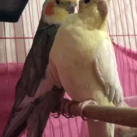 عروس هندی نر و ماده قیمت توافقی