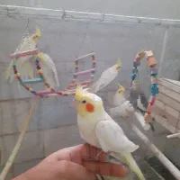 عروس هلندی|پرنده|قرچک, زیبا شهر|دیوار