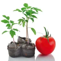 شتل تماته کوردی
