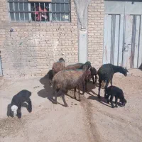 میش و بره|حیوانات مزرعه|نهاوند, |دیوار