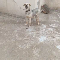 سگ توله پژدر