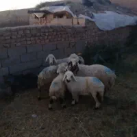 میش بره جوان
