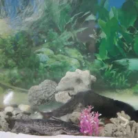 آکواریم تمکیل|ماهی|گلبهار, شهر جدید گلبهار|دیوار