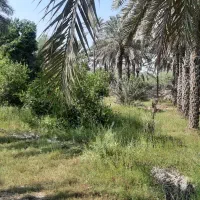 باغ یک هکتاری|فروش زمین و ملک کلنگی|بند زرک, |دیوار