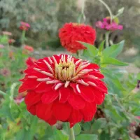 مهندس کشاورزی