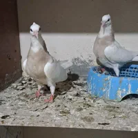 کبوتر رامشیر