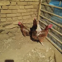 مرغ تخمگذار|حیوانات مزرعه|سبزوار, گلشن|دیوار