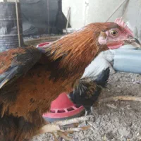 خروس نیمچه|حیوانات مزرعه|شریف‌آباد, |دیوار