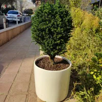 کریپ توپی (62% تخفیف) 13ساله|گل و گیاه طبیعی|تهران, صادقیه|دیوار