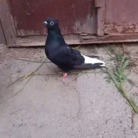 کبوتر دمسفید