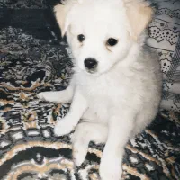 پانسیون خانگی حیوانات با مراقبت ویژه|خدمات پیشه و مهارت|تهران, خاک سفید|دیوار