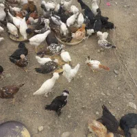 تعداد جوجه سه ماهه واکسن خورده  سلامت