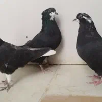 کبوتر دم سفید|پرنده|فولادشهر, A2|دیوار