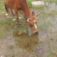 گاو حامله