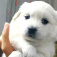 توله سگ تریر