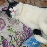 گربه