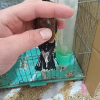 سهره نر|پرنده|اردبیل, |دیوار