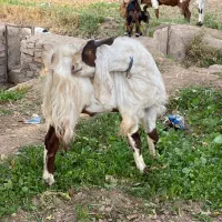 بز تمام پاکساتانی اصیل